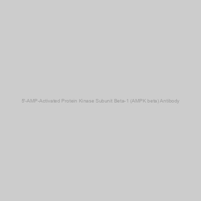 Abbexa - 5'-AMP-Activated Protein Kinase Subunit Beta-1 (AMPK beta) Antibody
